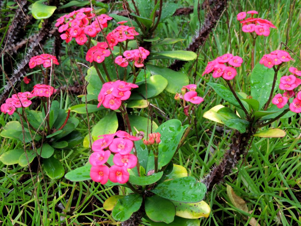Euphorbia milii Des Moul. Euphorbiaceae. "Espina de Cristo".