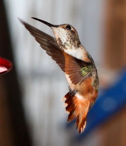 HUMMINGBIRD, ALLEN'S (7-13-11) 78 circulo montana, patagonia lake ranch estates, scc, az -09