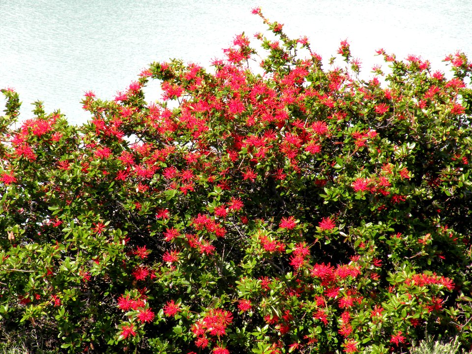 Embothrium coccineum J. R. Forst. & G. Forst. Proteaceae. "Notro".