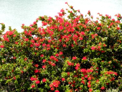 Embothrium coccineum J. R. Forst. & G. Forst. Proteaceae. "Notro".