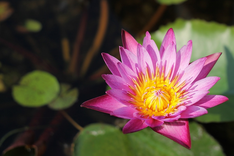 Background beautiful bloom