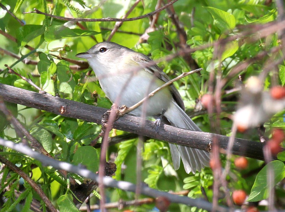 620 - BELL'S VIREO (4-1-2015) patagonia lake, santa cruz co, az