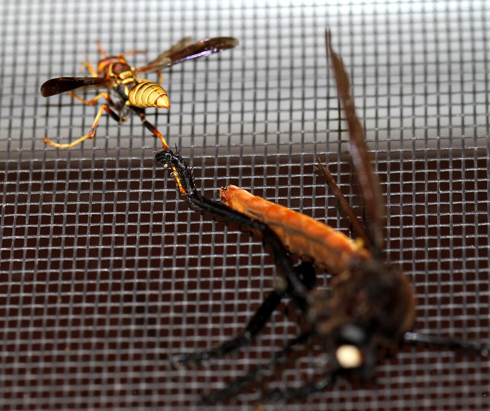 ROBBERFLY (Archilestris magnificus) and PAPER WASP (9-30-10) 78 circulo montana, patagonia lake ranch estates, scc, az -03 bee gets away