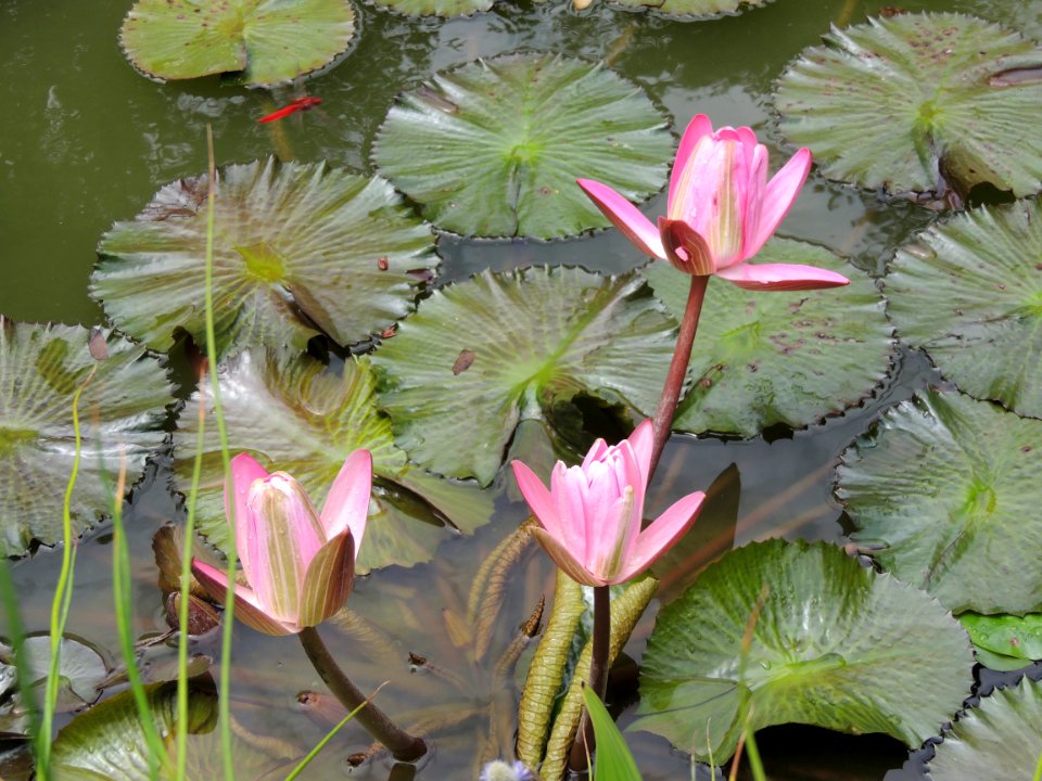 Nymphaea sp. Nymphaeaceae.