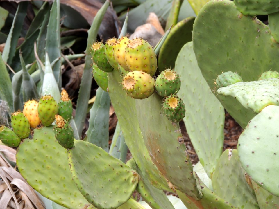 Opuntia ficus-indica (L.) Mill. Cactaceae. "Chumbera; tunera".