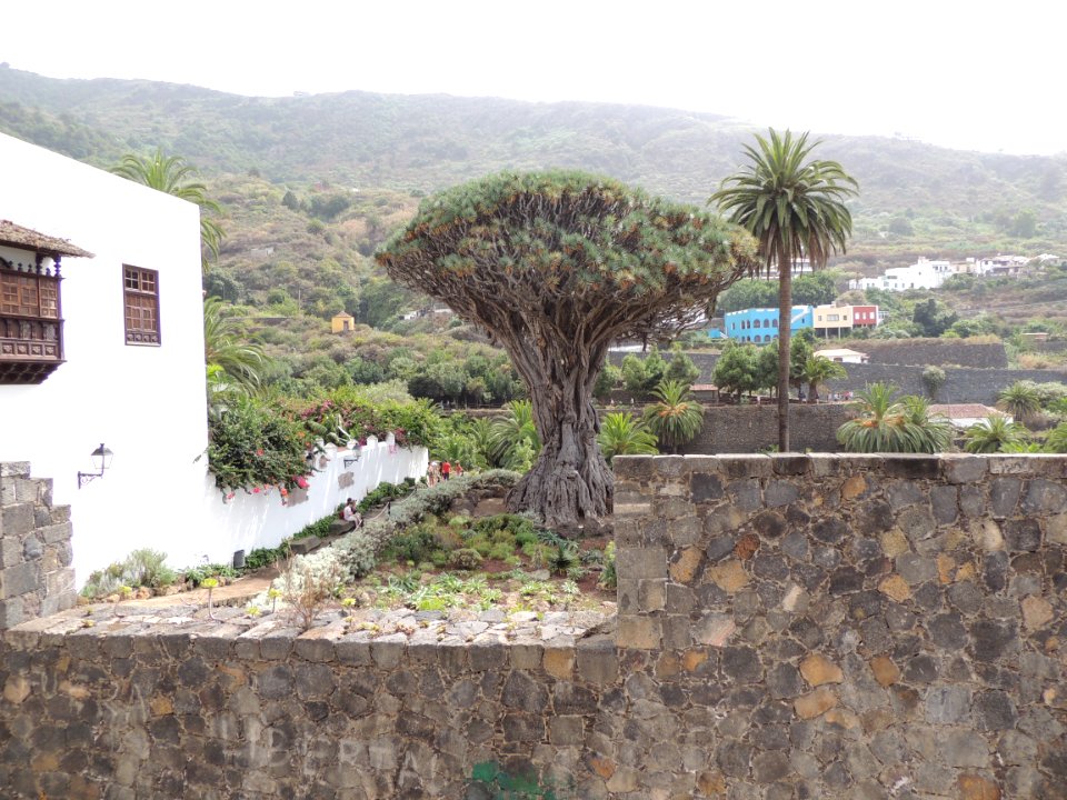 Dracaena draco (L.) L. Asparagaceae y Phoenix canariensis Wildpret. Arecaceae o Palmae.