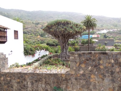 Dracaena draco (L.) L. Asparagaceae y Phoenix canariensis Wildpret. Arecaceae o Palmae.