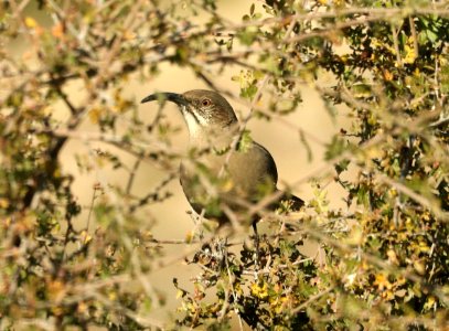 769 - CRISSAL THRASHER (11-8-2018) socorro co, nm -02