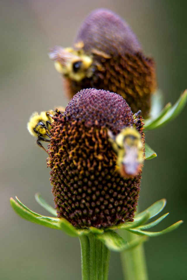 Western coneflower