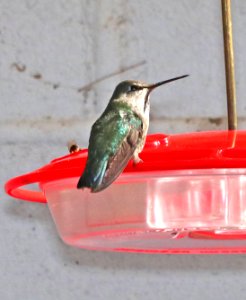 501 - COSTA'S HUMMINGBIRD (3-2-2018) paton's, patagonia, santa cruz co, az -01
