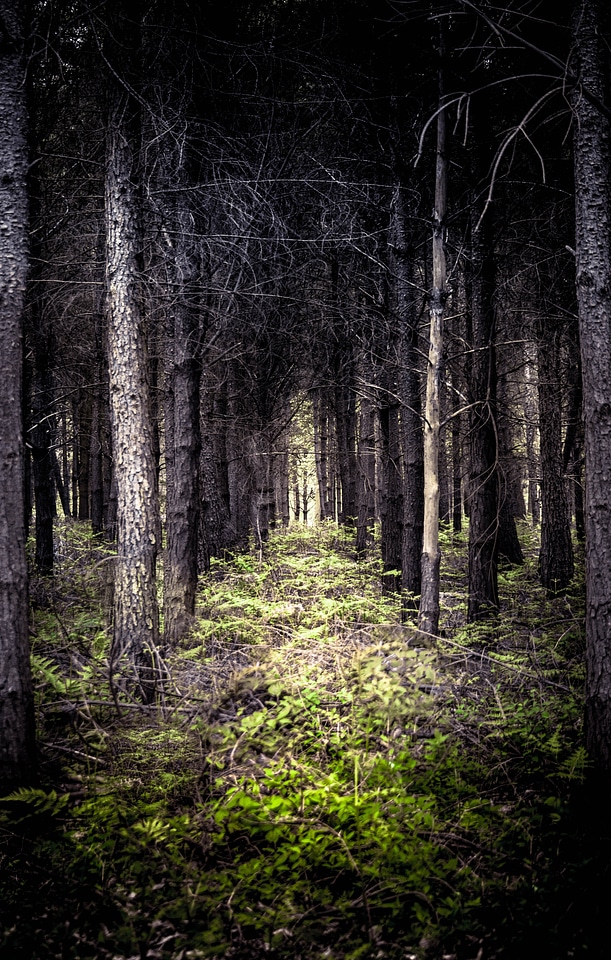 Nature landscape forest landscape