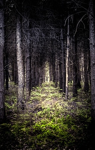 Nature landscape forest landscape