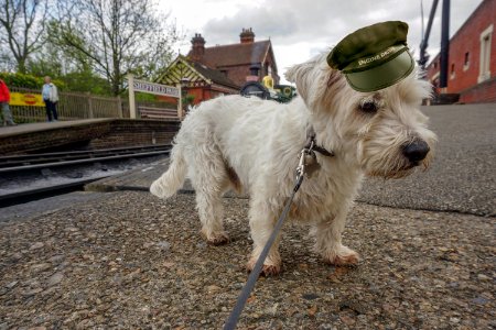 The Dog thinking about trains