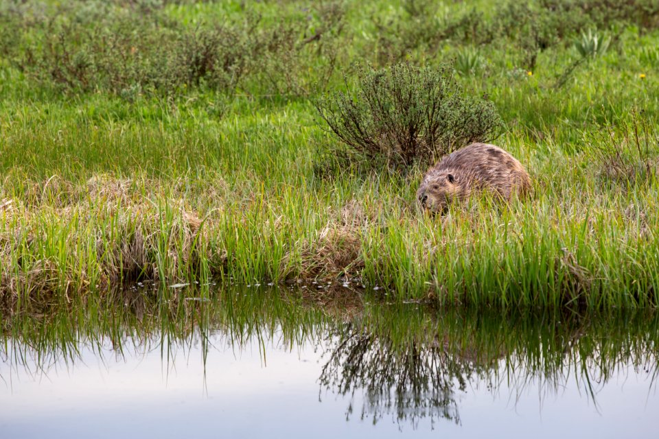 Beaver near Swan Lake