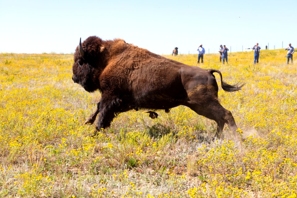 Yellowstone bison released at Ft. Peck Indian Reservation (3)