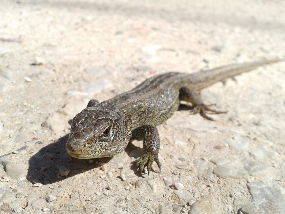 Nature reptile animal