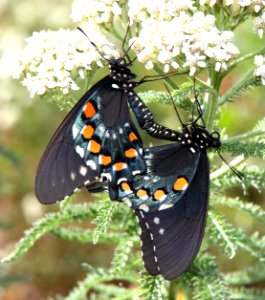 SWALLOWTAIL, PIPEVINE (Battus philenor) (7-9-2014) santa fe ranch, nogales, scc, az -01