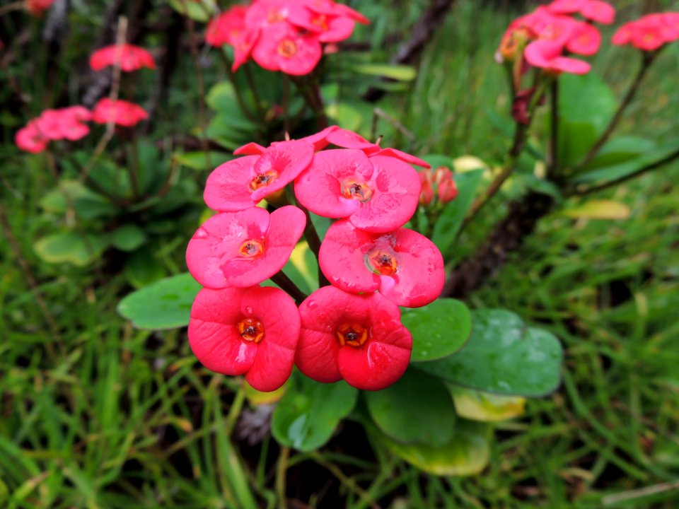 Euphorbia milii Des Moul. Euphorbiaceae. "Espina de Cristo".