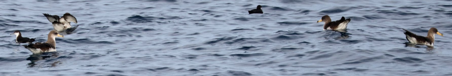 127 - CORY'S SHEARWATER (5-31-2017) off hatteras, dare co, nc (1)