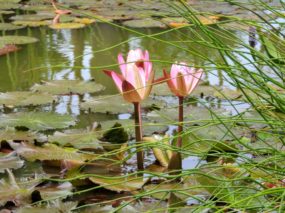 Nymphaea sp. Nymphaeaceae.