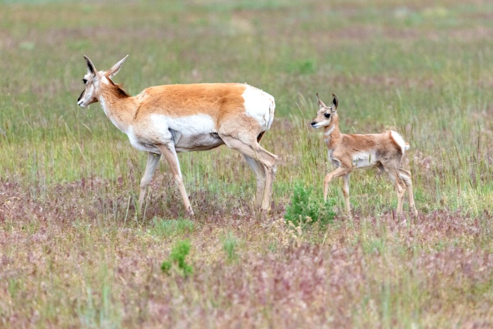 Pronghorn fawn follows closely behind its mother