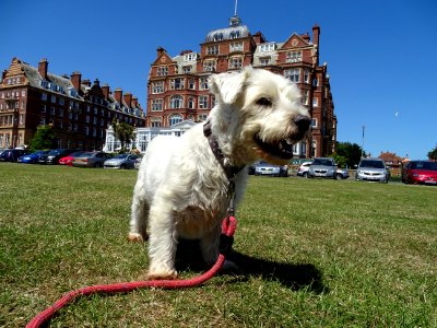 The Dog and the Grand Hotel photo