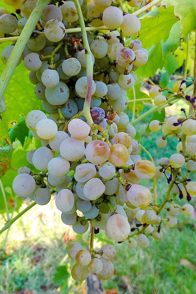 Grapes acini bunch