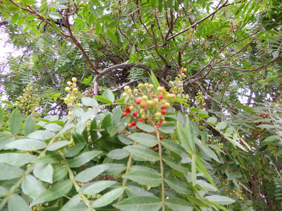 Zanthoxylum piperitum DC. Rutaceae.