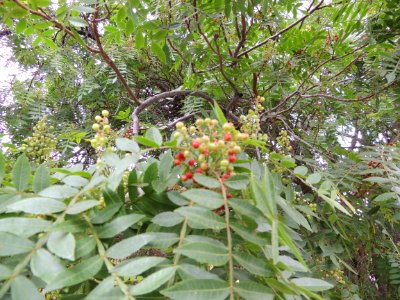 Zanthoxylum piperitum DC. Rutaceae.