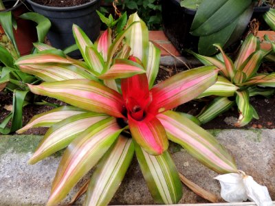 Neoregelia carolinae (Beer) L. B. Sm. Bromeliaceae.