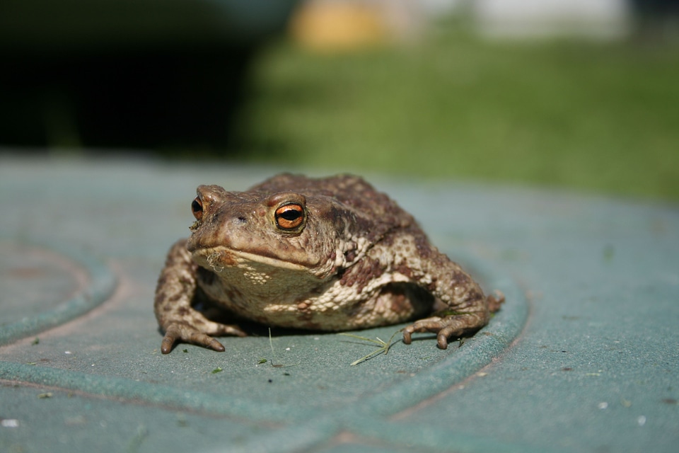 Frog closeup animals