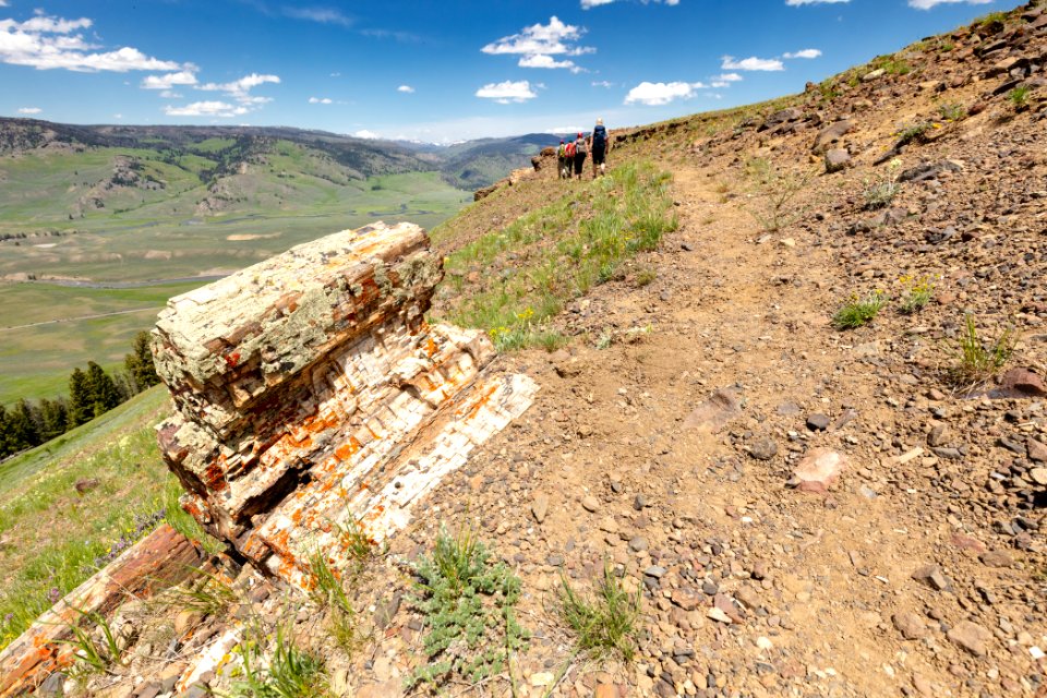 Petrified wood along the trail on Specimen Ridge