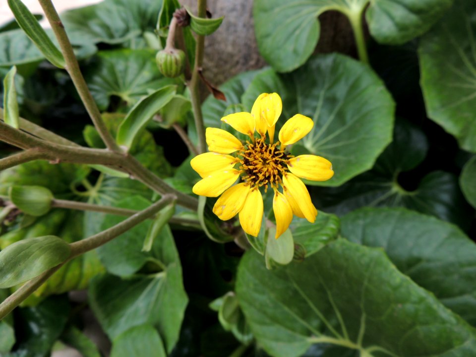 Ligularia tussilaginea (Burm. f.) Makino. Asteraceae o Compositae. "Capa de la reina".