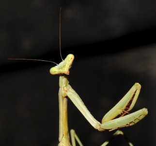 MANTID, sp (8-5-10) yard, west of patagonia, scc, az -3