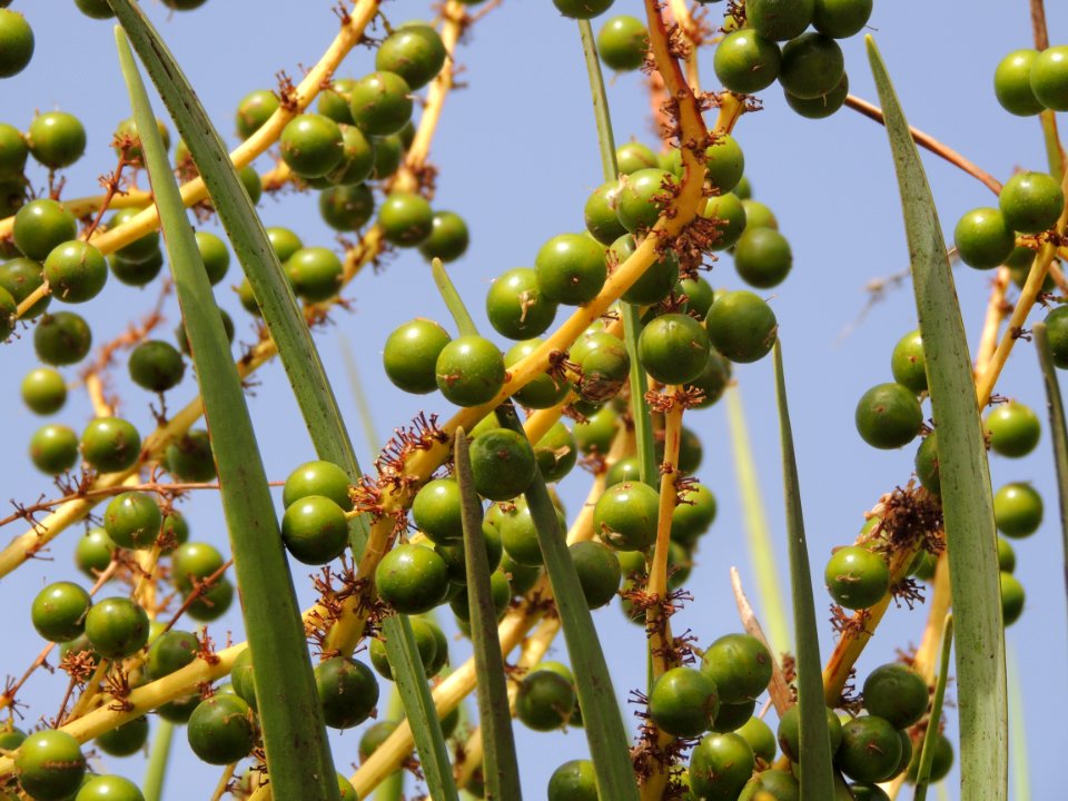 Dracaena draco (L.) L. Asparagaceae.