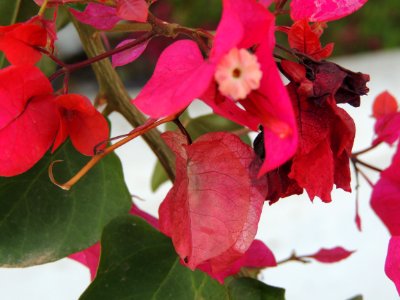 Bougainvillea glabra Choisy. Nyctaginaceae.