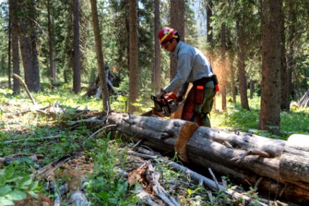 Northeast Entrance fuels project - bucking logs (2)