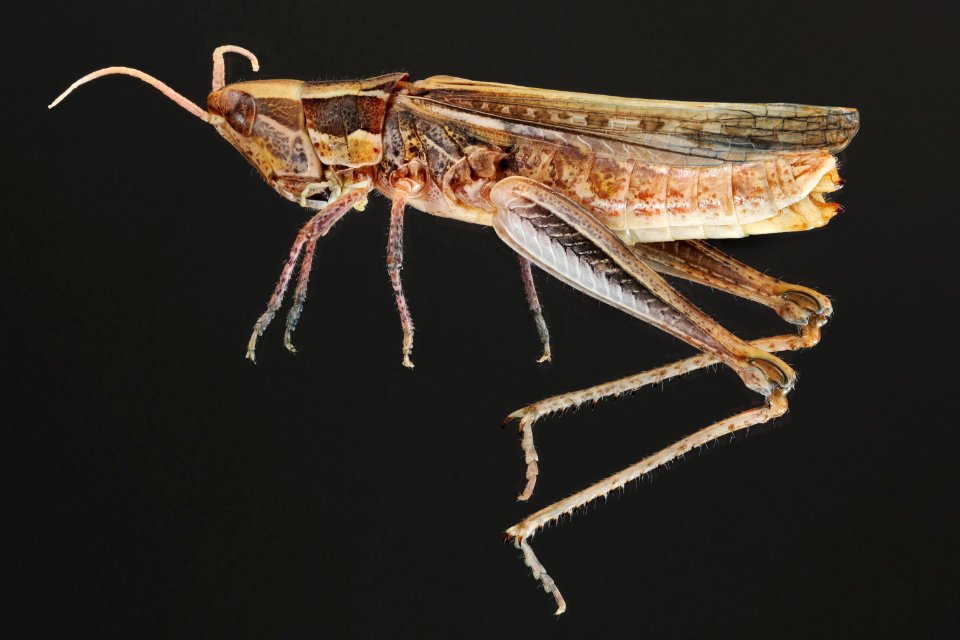 Cordillacris occipitalis (side view)