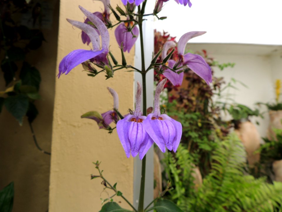 Brillantaisia owariensis P. Beauv. Acanthaceae.