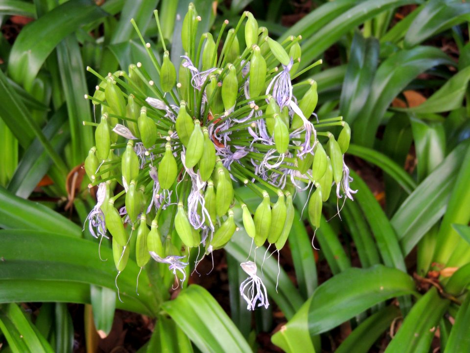 Agapanthus africanus (L.) Hoffmanns. Amaryllidaceae. "Flor del amor, lirio africano".