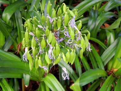 Agapanthus africanus (L.) Hoffmanns. Amaryllidaceae. "Flor del amor, lirio africano".