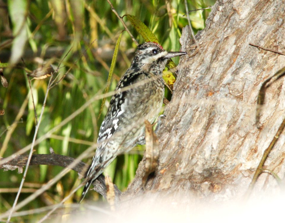 SAPSUCKER, YELLOW-BELLIED (10-29-10) juv, pena blanca lake, scc, az -01