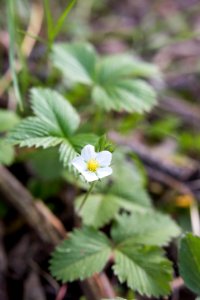 Wild strawberry (Fragaria virginiana)