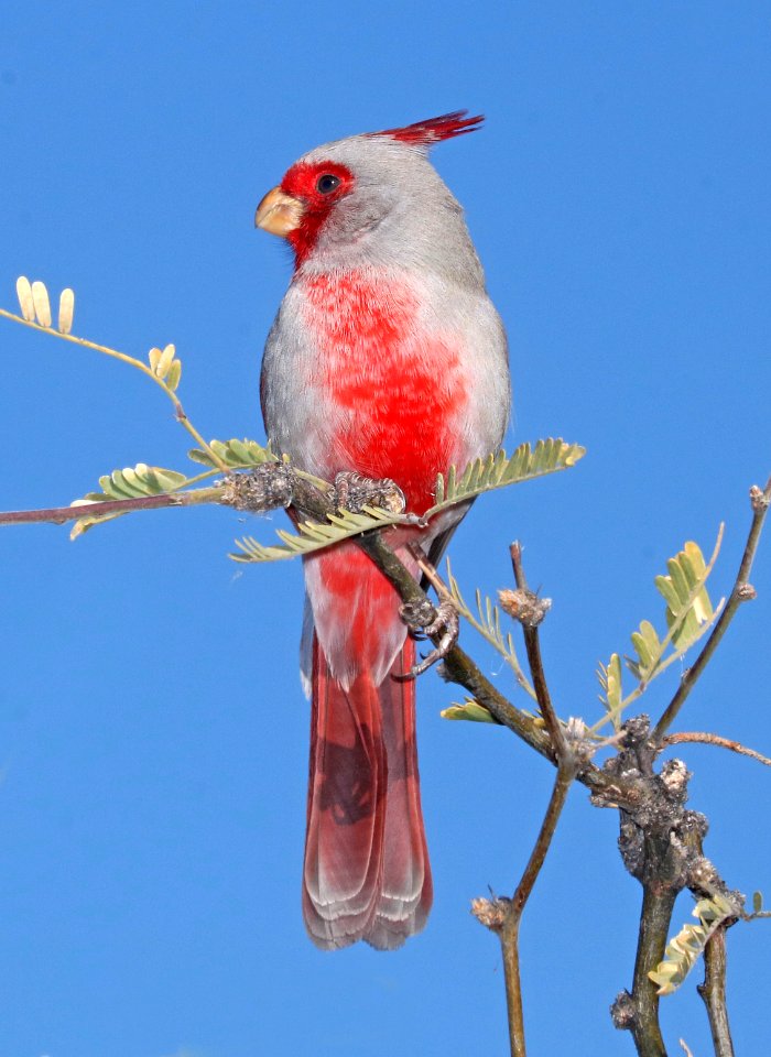 917 - PYRRHULOXIA (2-25-2017) patagonia lake, santa cruz co, az -01