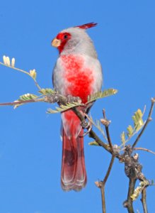 917 - PYRRHULOXIA (2-25-2017) patagonia lake, santa cruz co, az -01