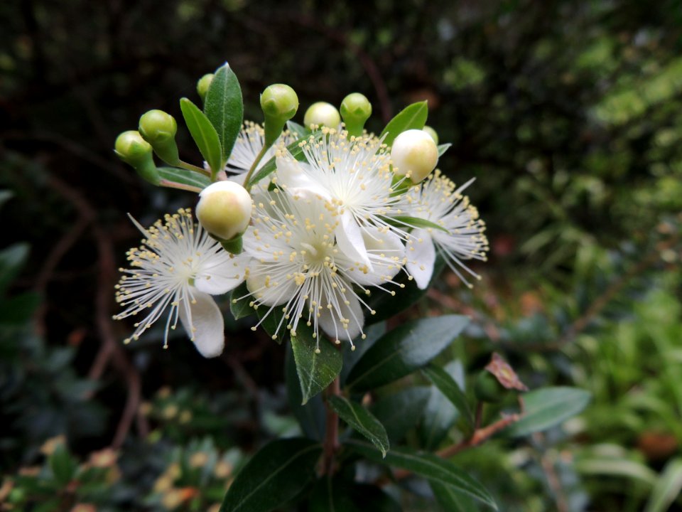 Myrtus communis L. Myrtaceae. "Arrayán, mirto".