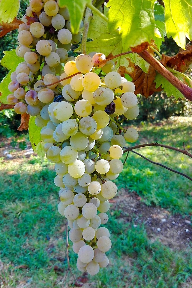 Grapes acini bunch