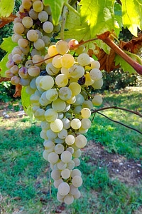 Grapes acini bunch