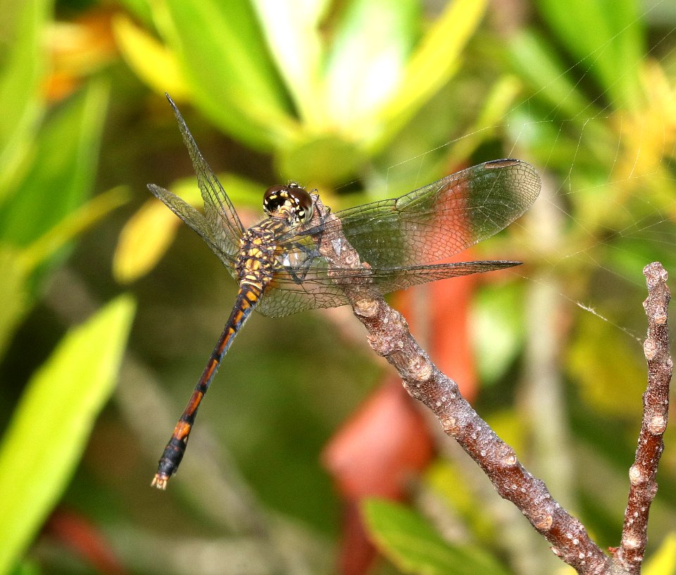 DRAGONLET, SEASIDE (Erythrodiplax berenice) (6-1-2017) female, pea island nwr, dare co, nc (1)