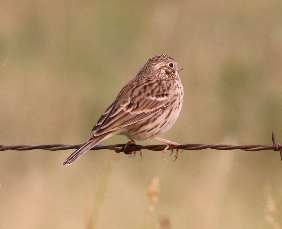 877 - VESPER SPARROW (9-13-2020) san rafael grasslands, santa cruz co, az -02